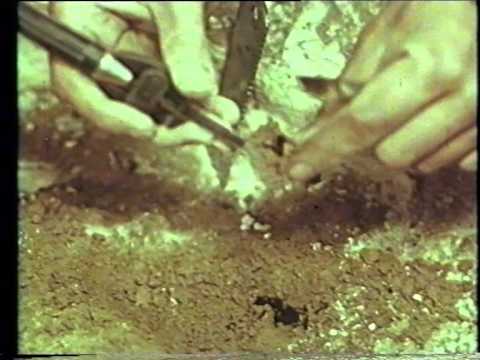 Видео: Чудо темноты (Капова пещера Шульган-таш) (А.Соколов, Баринов М., Бадер О.Н., 1974)