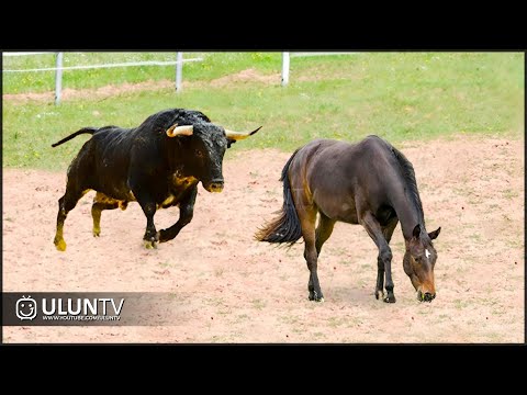 Видео: Угадайте, что произошло, когда этот бык напал на лошадь!