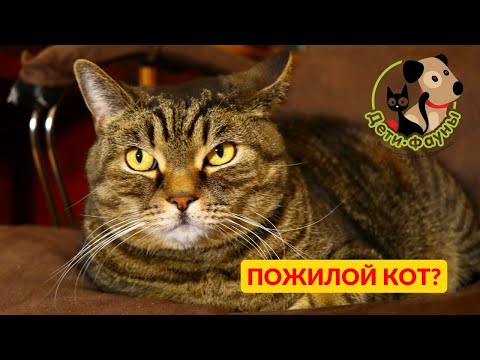 Видео: Как понять что кошка стареет? 8 признаков старения кошки