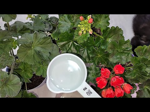 Видео: ВНЕСИ под любой цветок и даже самый чахлый куст оживет, позеленеет, наберется сил, 12 удобрений