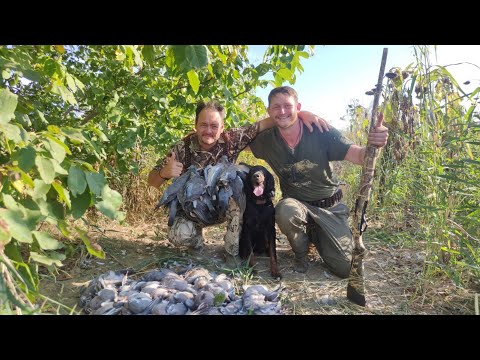 Видео: Охота на голубя до последнего патрона...