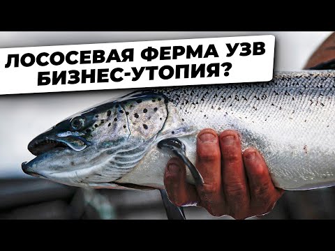 Видео: ЧИСТЫЙ УБЫТОК. Почему Самый ДОРОГОЙ Вид Рыб НЕВОЗМОЖНО Полностью ВЫРАЩИВАТЬ В УЗВ?