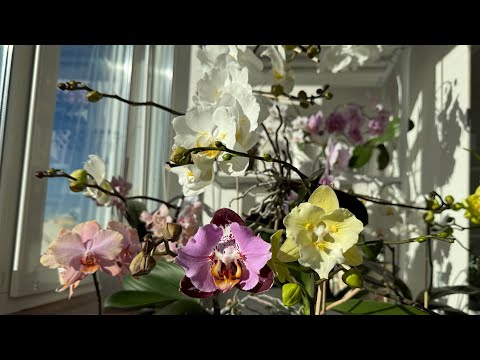 Видео: Цветение Ноябрь 🦋 , Солнце и Орхидеи 