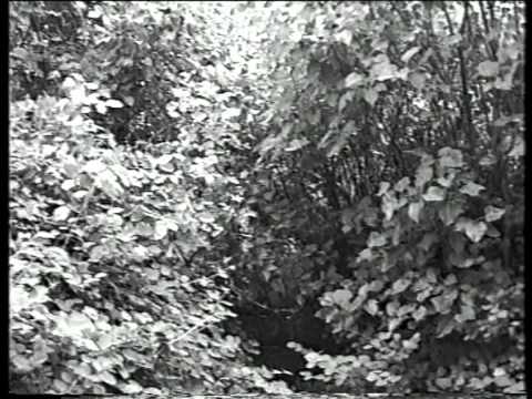 Видео: Вустров