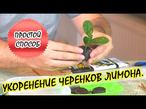 Видео: Укоренение лимона черенками в торфяной таблетке