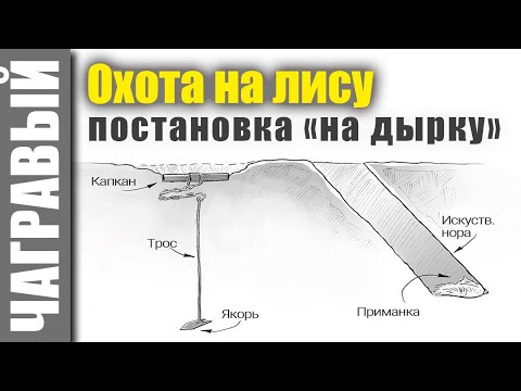 Видео: Охота на лису капканами по чернотропу | Подробно