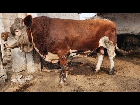 Видео: УЗБЕКИСТАН АСАКА ПАЙШАНБА МОЛ БОЗОРИГА КАТТА БУКАЛАР ТУЛДИ БУГУН ДУСЛАР 