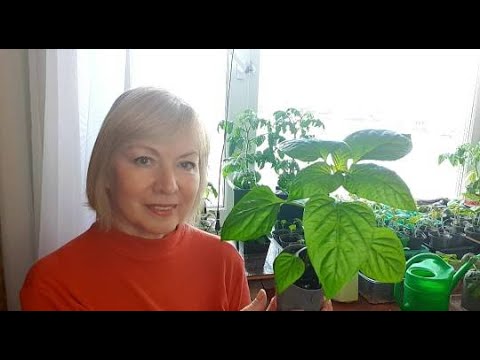 Видео: Всегда отличная рассада.Что добавляю в грунт. Перевалка рассады перца.