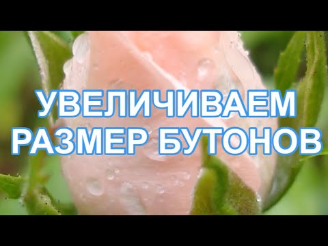 Видео: РОЗЫ. В ПЛОХИХ ПОГОДНЫХ УСЛОВИЯХ ПОДДЕРЖИВАЕМ РОЗЫ, БОРЕМСЯ С БОЛЕЗНЯМИ.