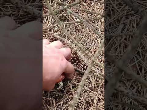 Видео: 21 июня 2025 г.