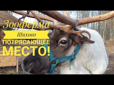 Видео: Зооферма Шихово/ Обязательно вернемся)! #vlog #влог #зооферма #мойдень