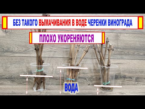 Видео: 🍇 Ты точно делаешь ЭТО НЕПРАВИЛЬНО! Как ПРАВИЛЬНО ВЫМАЧИВАТЬ ЧЕРЕНКИ ВИНОГРАДА перед укоренением.