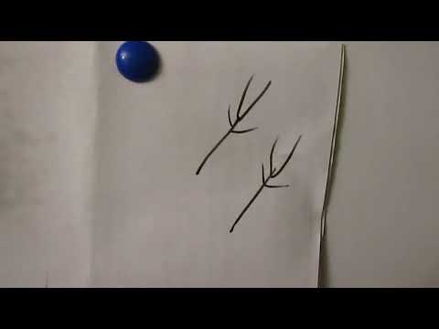 Видео: Когда обрезать деревья.  Пример обрезки на отдельных ветках.