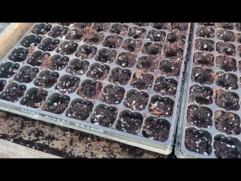 Видео: Сосна горная карликовая посев семян