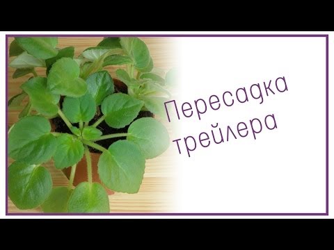 Видео: Пересадка трейлера