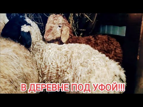 Видео: Не совершайте таких ошибок!🤦#гиссарские_овцы #овцеводство #катумская #ягнята #эдильбаевская #лпх