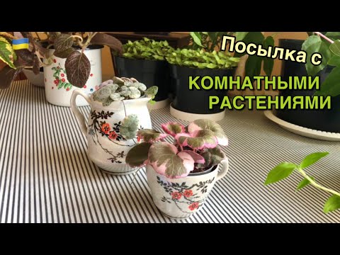 Видео: Распаковка посылки с комнатными растениями. Новинки в коллекцию.