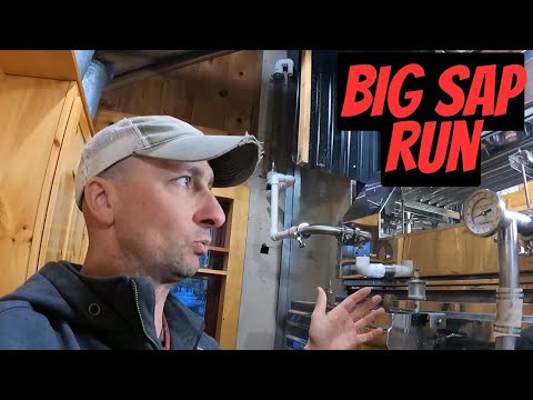 Видео: Мы сделали много кленового сиропа.