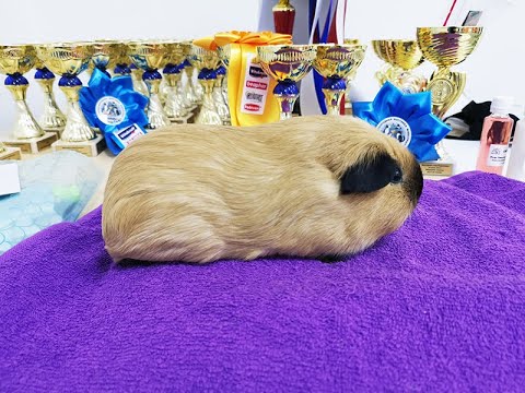 Видео: Ответы на вопросы: Создание питомника