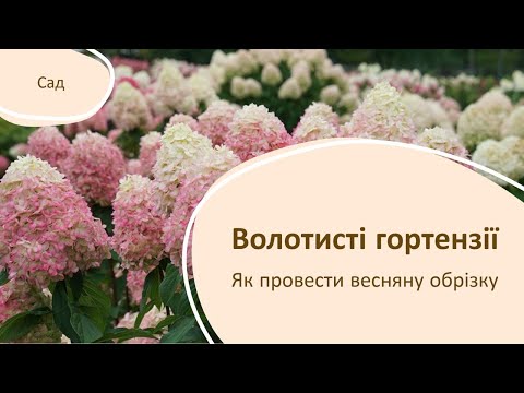 Видео: Обрізка волотистих гортензій навесні