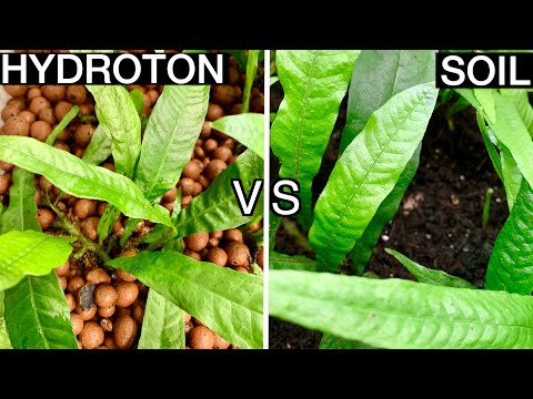 Видео: Как размножить яванский папоротник | Полугидропосев против почвы