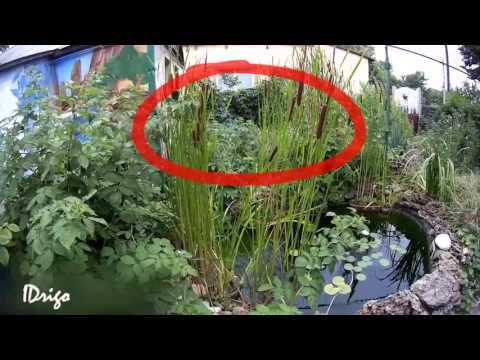 Видео: Растения  для искусственного водоема