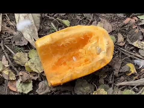 Видео: КОЖЕН ДЕНЬ В СЕЛІ, ЯК СВЯТО 🥳