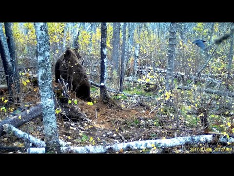 Видео: Осенний зов Тайги