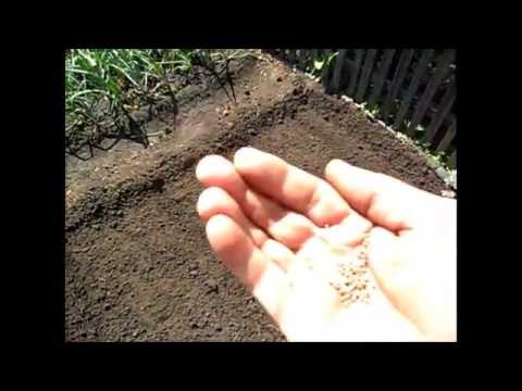 Видео: Посев редьки, репы и дайкона  8 июля