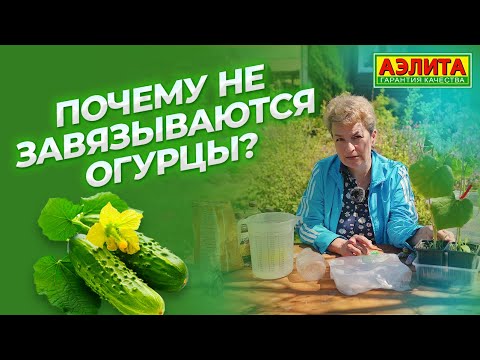 Видео: Почему не завязываются огурцы?