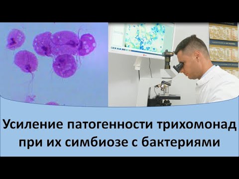 Видео: Усиление патогенности трихомонад при их симбиозе с бактериями