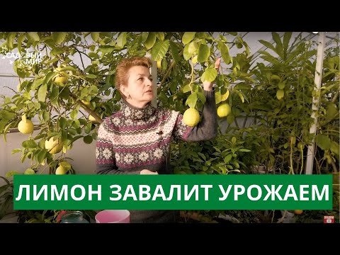 Видео: УХОД И ОШИБКИ ПРИ ВЫРАЩИВАНИЕ ЛИМОНА ДОМА