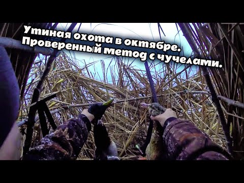 Видео: Утиная охота в октябре; проверенный метод с чучелами. 25.10.2025г.