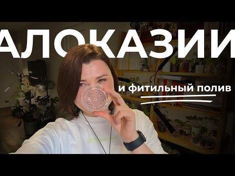 Видео: Пересадка Алоказии и Нефролеписа на ФИТИЛЬНЫЙ ПОЛИВ • Пересадка Солейролии