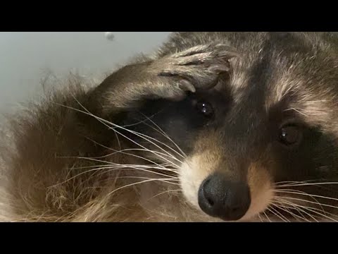 Видео: Козак спить, а служба йде😉