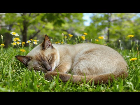 Видео: (Без рекламы) Кошачья музыка для релаксации 🐾 | Успокаивающие звуки для беспокойных кошек, которы...