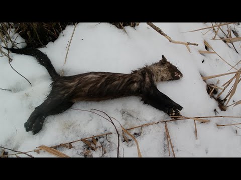 Видео: охота капканами, попал хороший кун.