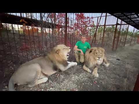 Видео: Львы Олежка и Султан напали на машинку ! Заклятые противники СТАНОВЯТСЯ ДРУЗЬЯМИ !