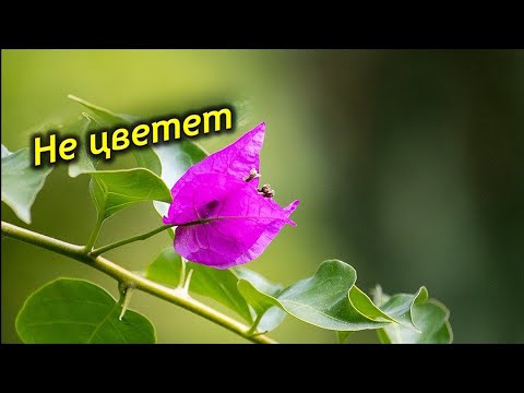 Видео: Почему не цветет  бугенвиллия? Как заставить зацвести бугенвиллию.