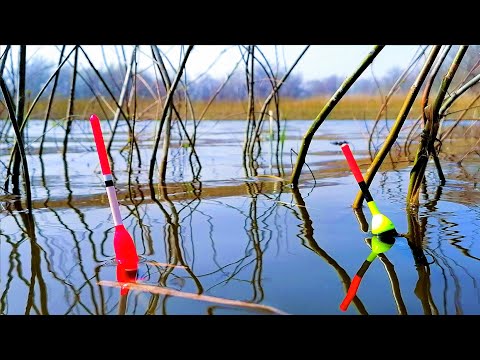 Видео: КІЛОГРАМОВІ КАРАСІ КЛАДУТЬ ПОПЛАВКИ І ГНУТЬ УДОЧКИ. Рибалка на поплавок