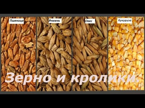 Видео: Какое зерно лучше для кроликов.