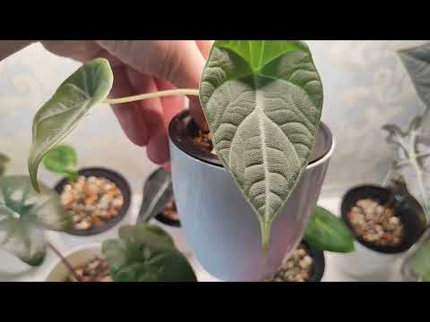 Видео: Большой весенний обзор всех моих растений