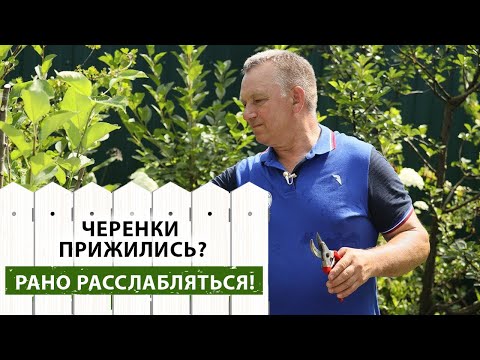 Видео: ПРАВИЛЬНЫЙ уход за ПРИЖИВШИМИСЯ черенками после перепрививки.