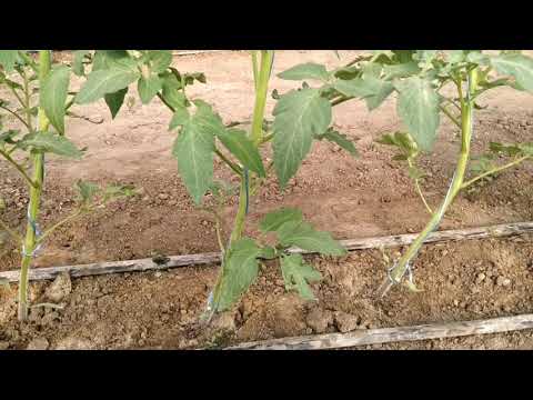 Видео: Краткие рекомендации на первом этапе выращивания томатов!