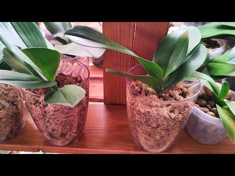 Видео: 27.02.21.ОРХИДЕИ во мхе и без грунта.