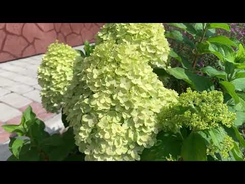 Видео: 8.08.2025.Хакасия. 🌺Гортензии начинают окрашиваться 🌺
