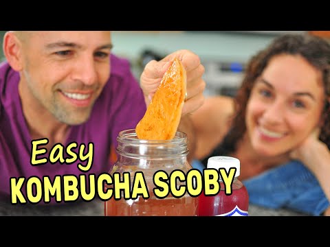Видео: Приготовление комбучи Scoby с нуля (СПОЙЛЕР: это очень просто!)