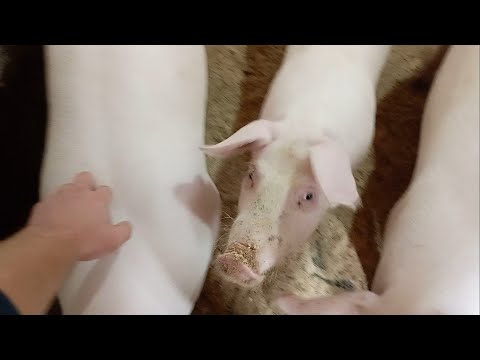 Видео: Откорм на горохе. Поросятам 4 месяца, хороший результат.