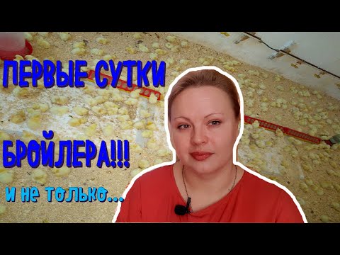 Видео: ПЕРВЫЕ СУТКИ БРОЙЛЕРА|ПОЕНИЕ|КОРМЛЕНИЕ|ТЕМПЕРАТУРА