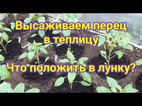 Видео: Высаживаем перец в теплицу  Что положить в лунку